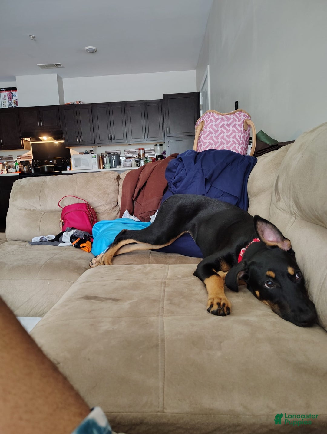 Doberman Pinscher dogs for sale: Fierren - Image 7