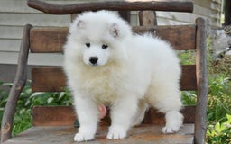 Samoyed dogs for sale: Cleo - Image 2