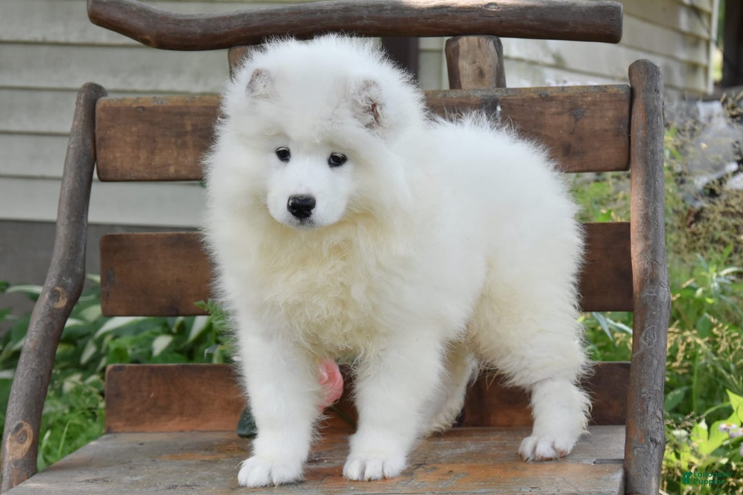 Samoyed dogs for sale: Cleo - Image 2