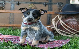Australian Cattle Dog dogs for sale: Carrie - Image 3