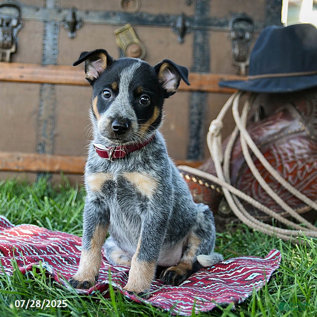 Australian Cattle Dog dogs for sale: Carrie - Image 3