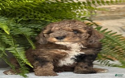 Mini Aussiedoodle dogs for sale: Rocco - Image 3
