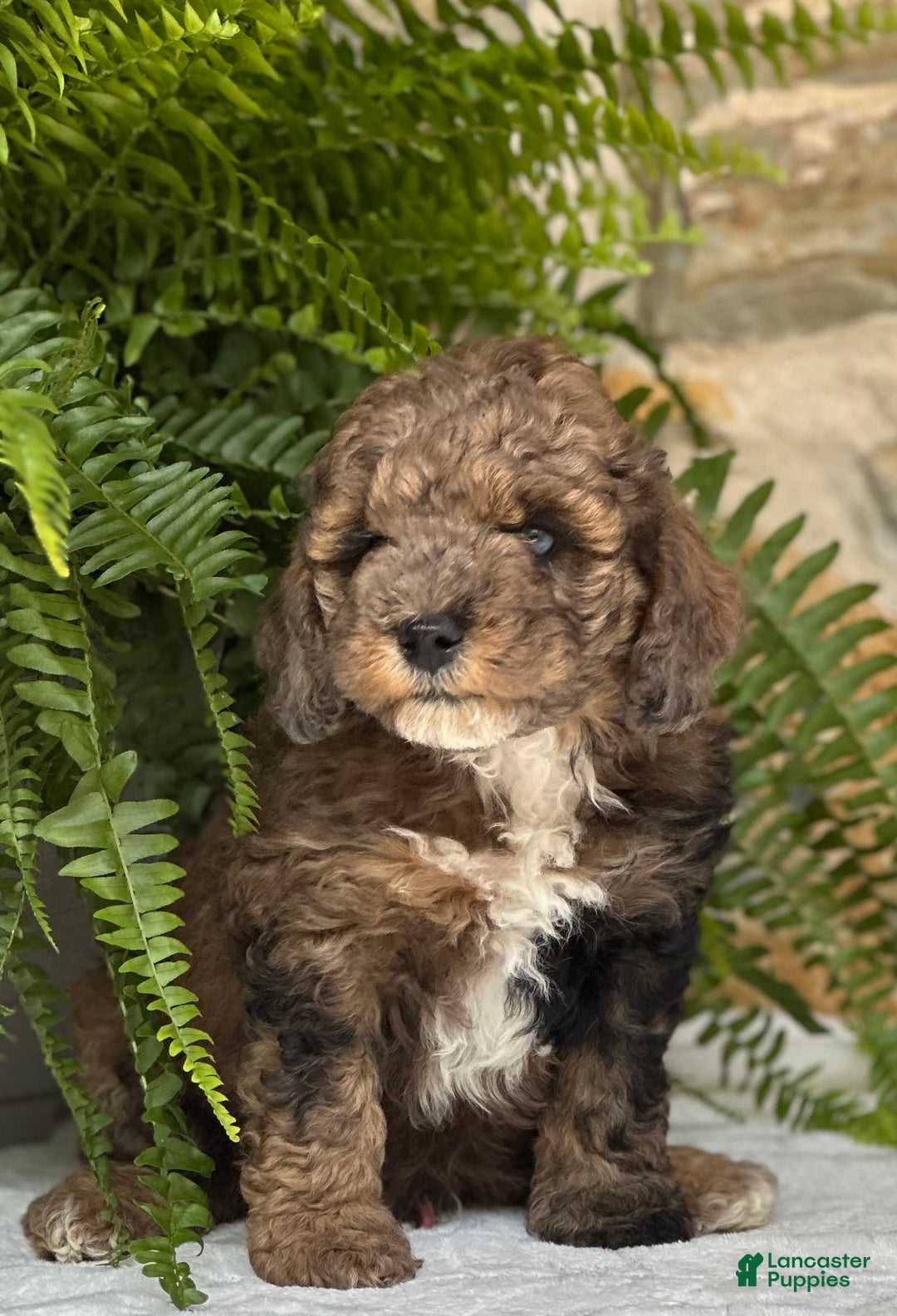 Mini Aussiedoodle dogs for sale: Rocco - Image 3