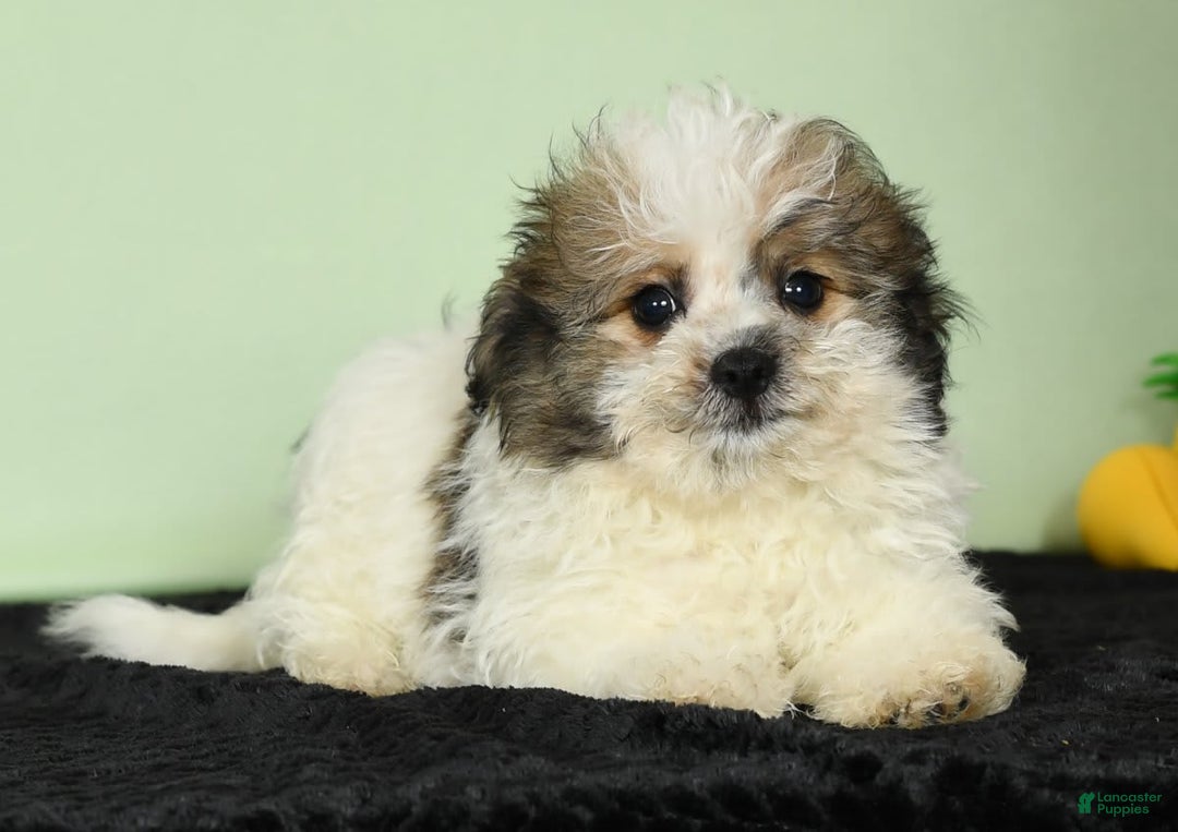 Bichon Frise dogs for sale: Malibu - Image 1