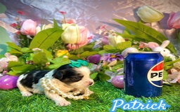 Yorkshire Terrier dogs for sale: Patrick Starr - Image 5