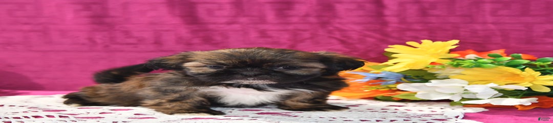 Daisy