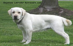 Labrador Retriever dogs for sale: Gemma - Champ Lines - Image 5