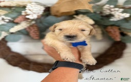 Golden Retriever dogs for sale: Golden Retriever Puppies - Image 3