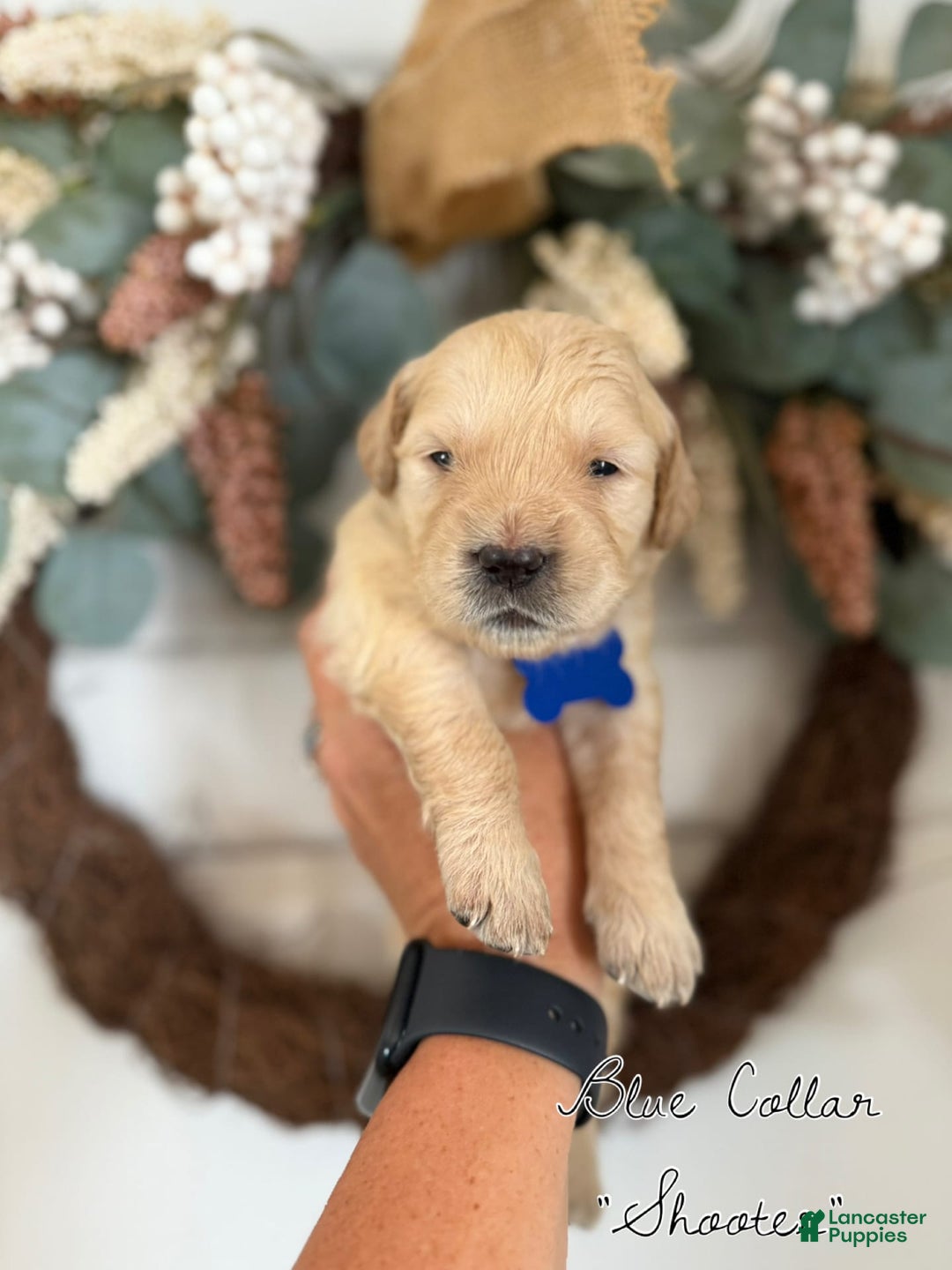 Golden Retriever dogs for sale: Golden Retriever Puppies - Image 3