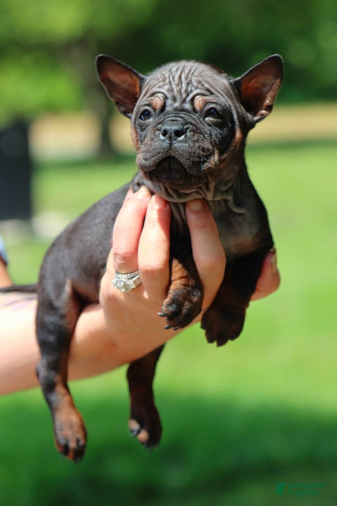 Shar Pei dogs for sale: Chongqin - Image 6