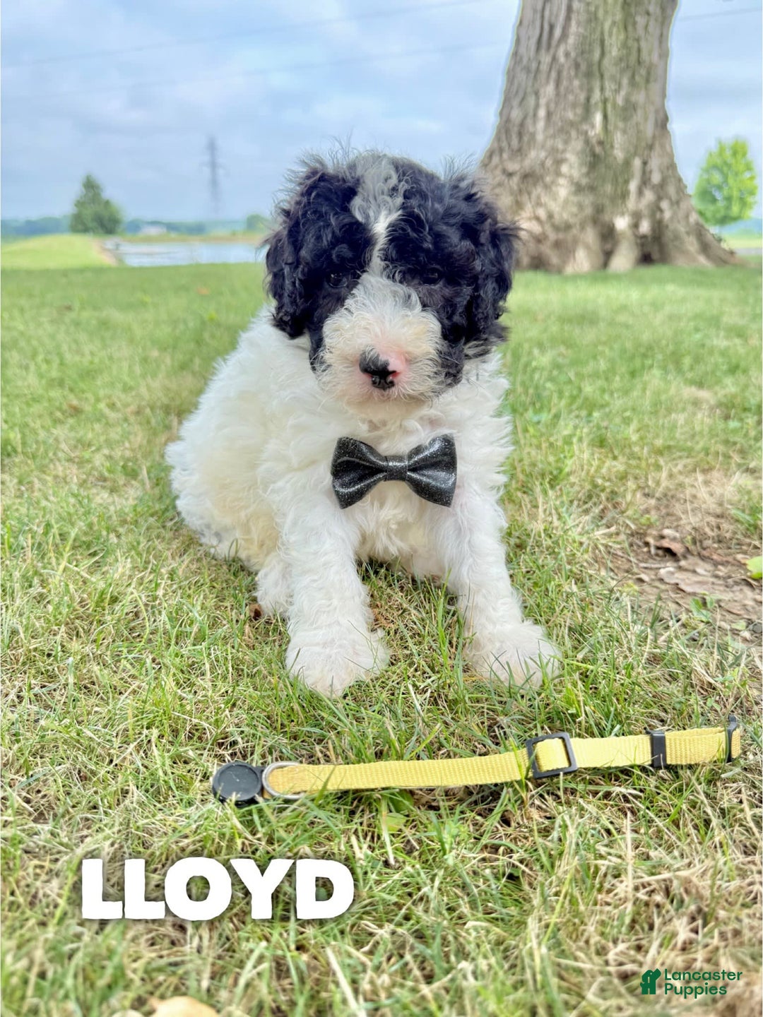 Saint Berdoodles dogs for sale: Lloyd- Standard F1b - Image 2