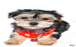 Morkie dogs for sale: Morkie 5 puppies - Image 14
