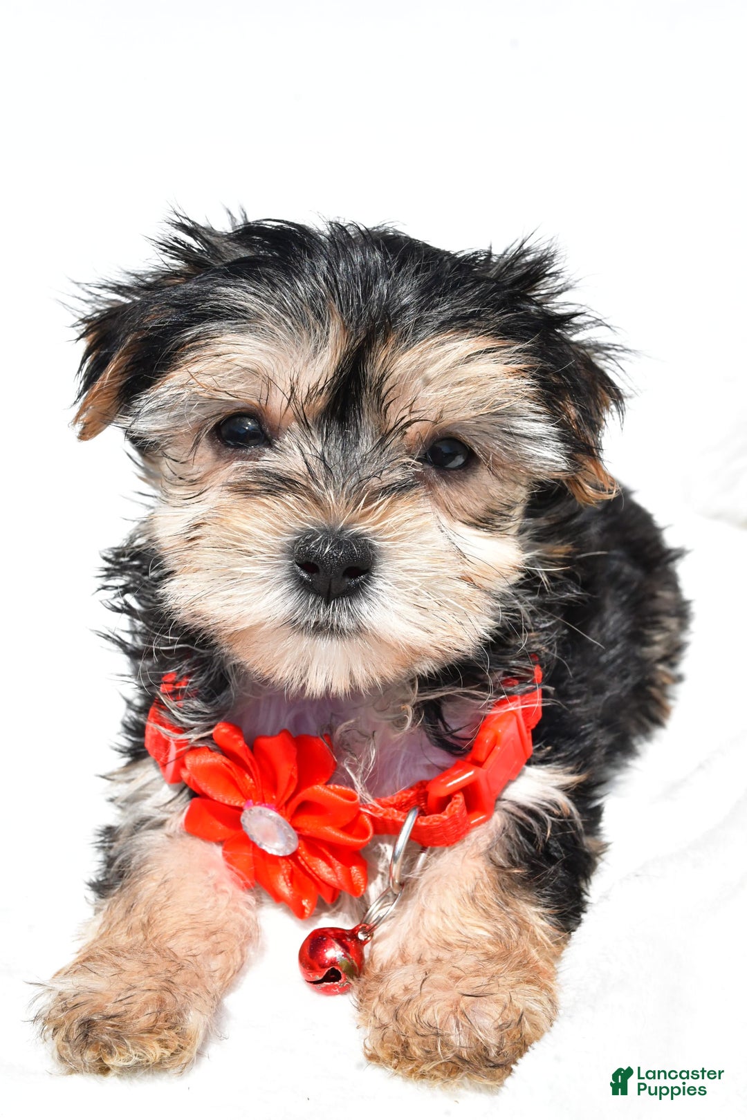 Morkie dogs for sale: Morkie 5 puppies - Image 14