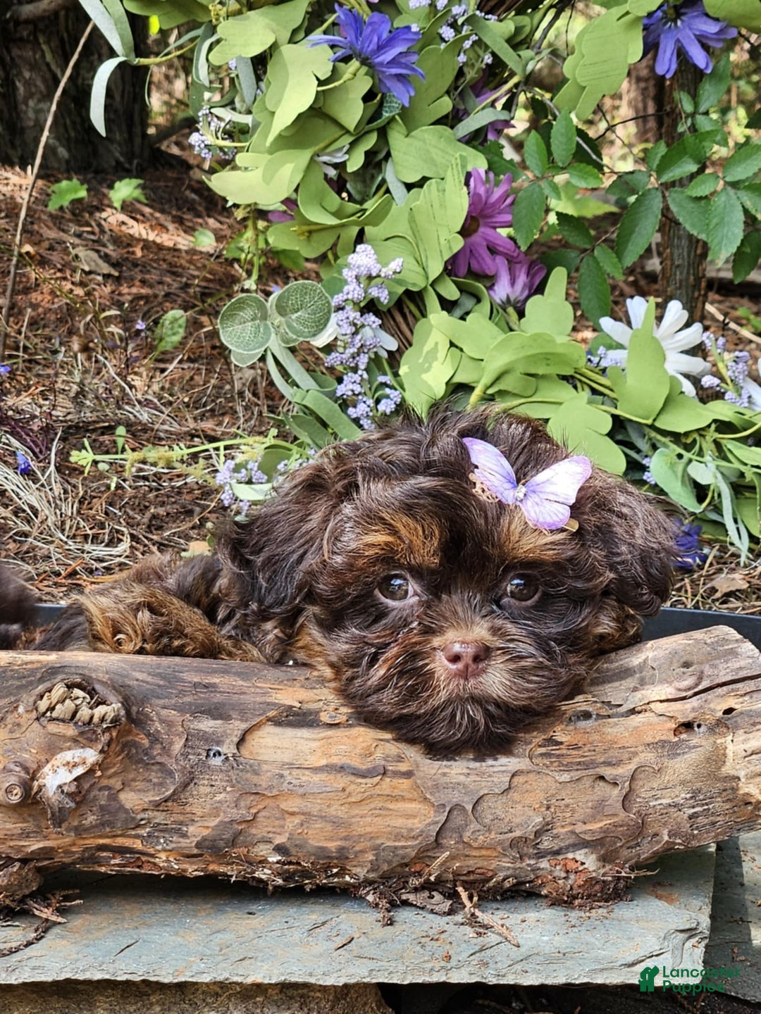 Maltipoo dogs for sale: Rare chocolate - Image 3