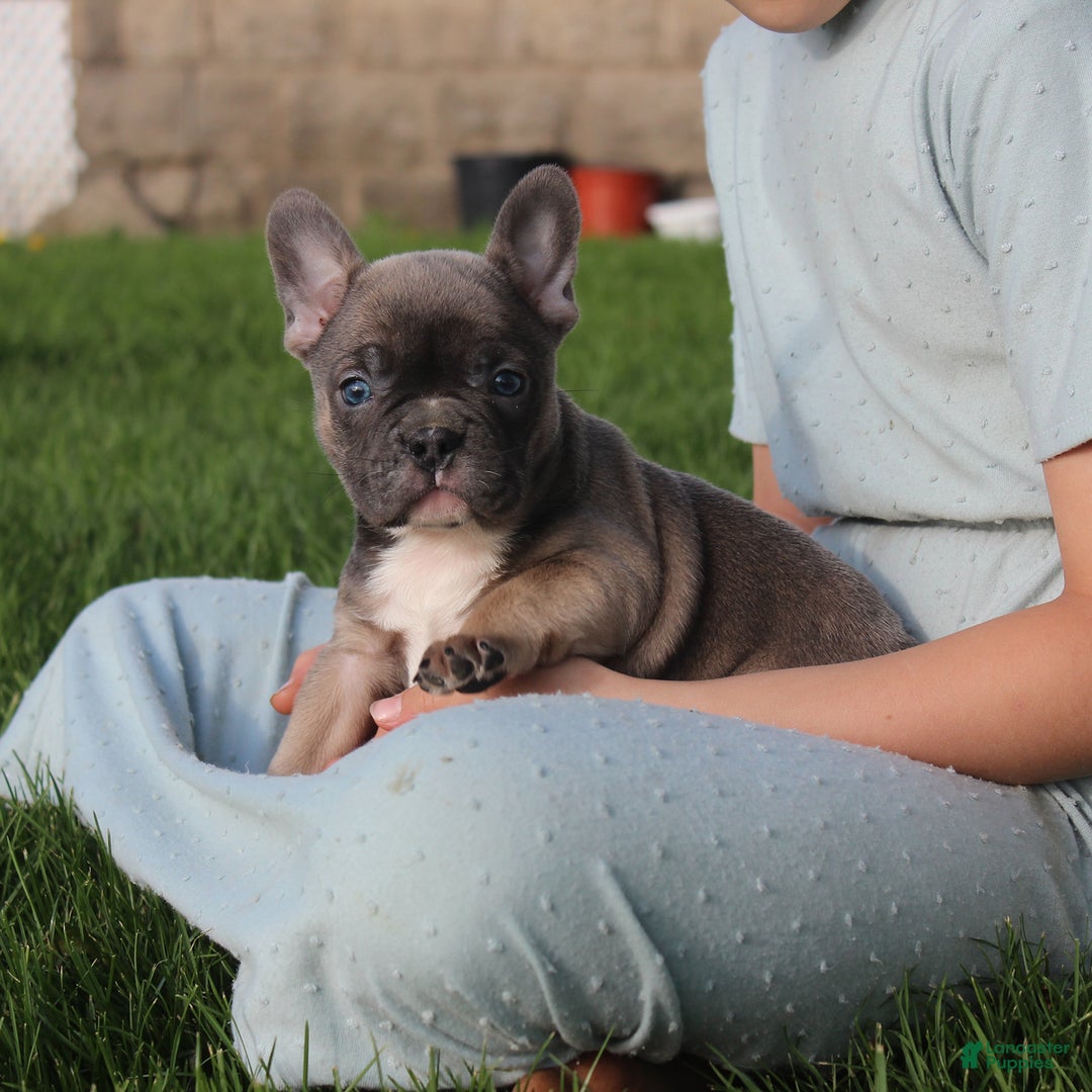 French Bulldog dogs for sale: French Bulldog 3 puppies - Image 22