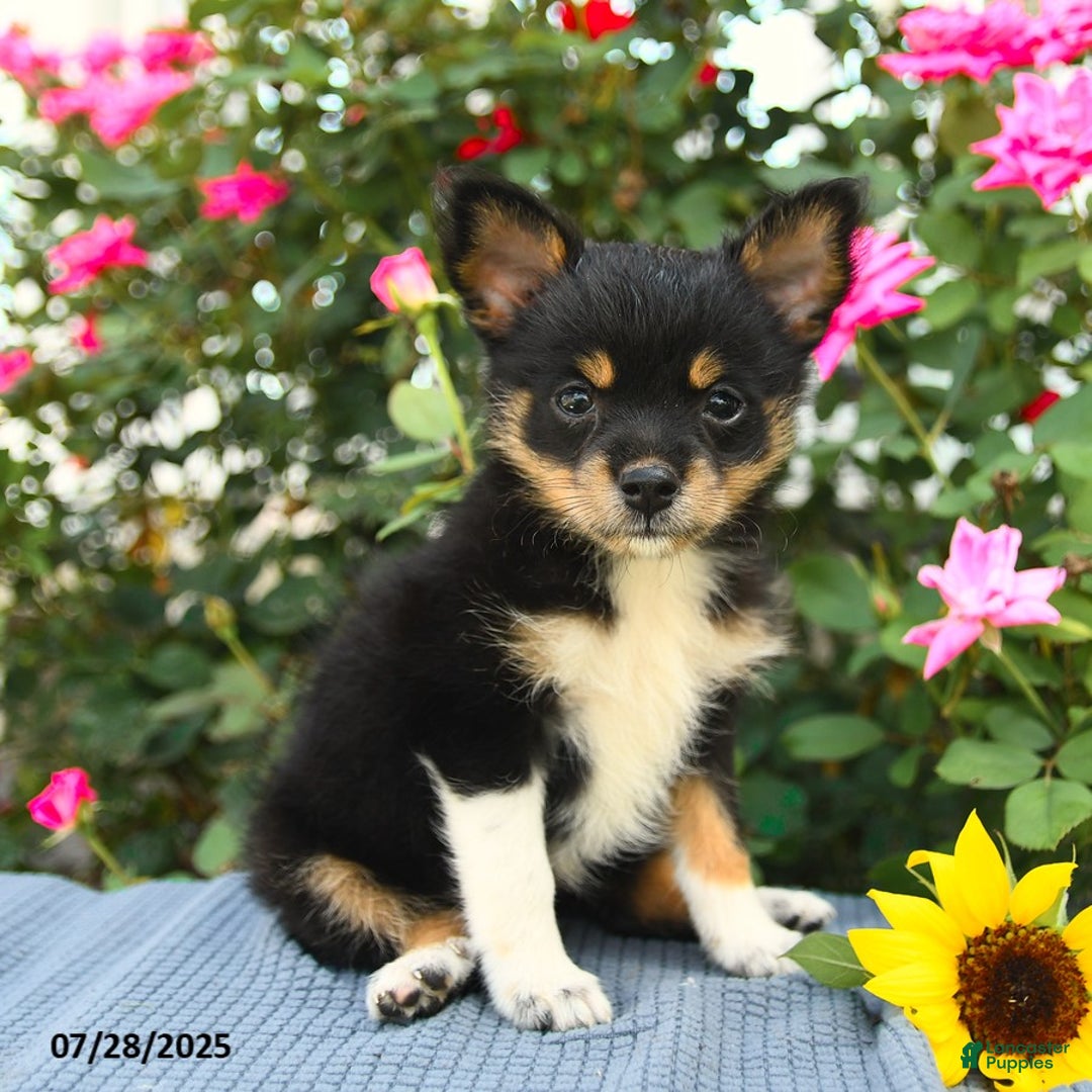 Smooth Fox Terrier dogs for sale: Ora - Image 3