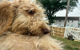 Goldendoodle dogs for sale: Luna - Image 14