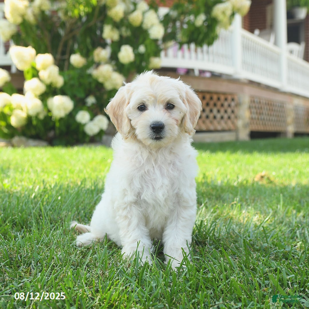 Mini Goldendoodle dogs for sale: Haven - Image 1