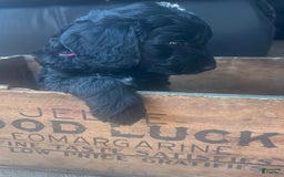 Goldendoodle dogs for sale: Skye - Image 5