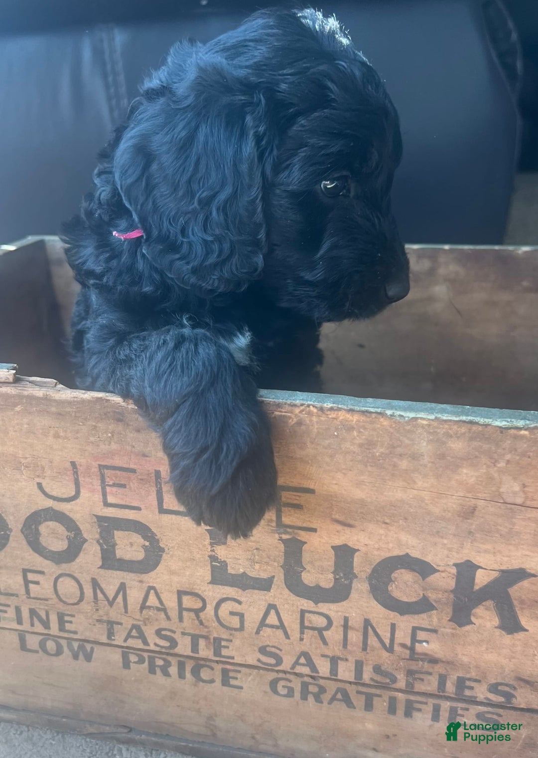 Goldendoodle dogs for sale: Skye - Image 5