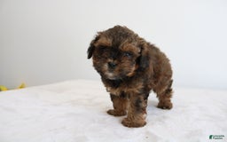 Shihpoo dogs for sale: Lukas - Image 12