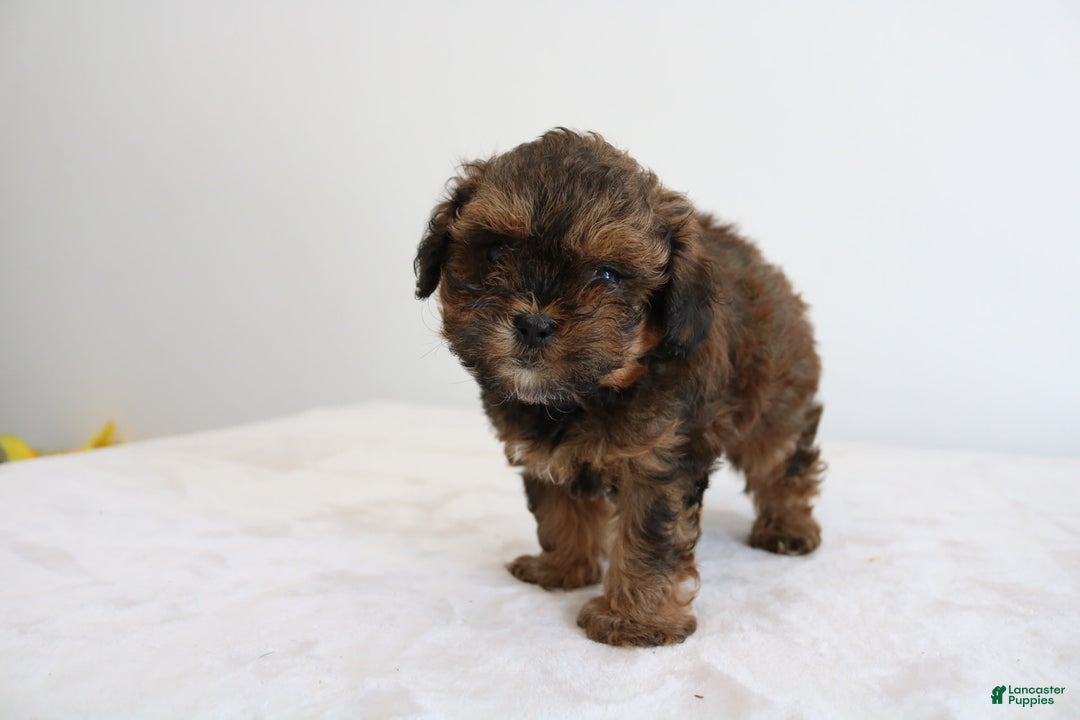 Shihpoo dogs for sale: Lukas - Image 12