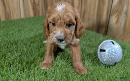 Cavapoo dogs for sale: Honeycomb Girl 9 - Image 4