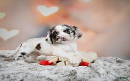 Cocker Spaniel dogs for sale: Daisy - Image 9