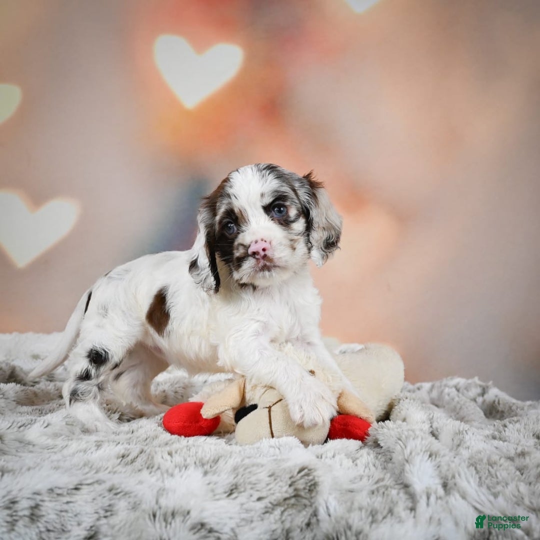 Cocker Spaniel dogs for sale: Daisy - Image 9