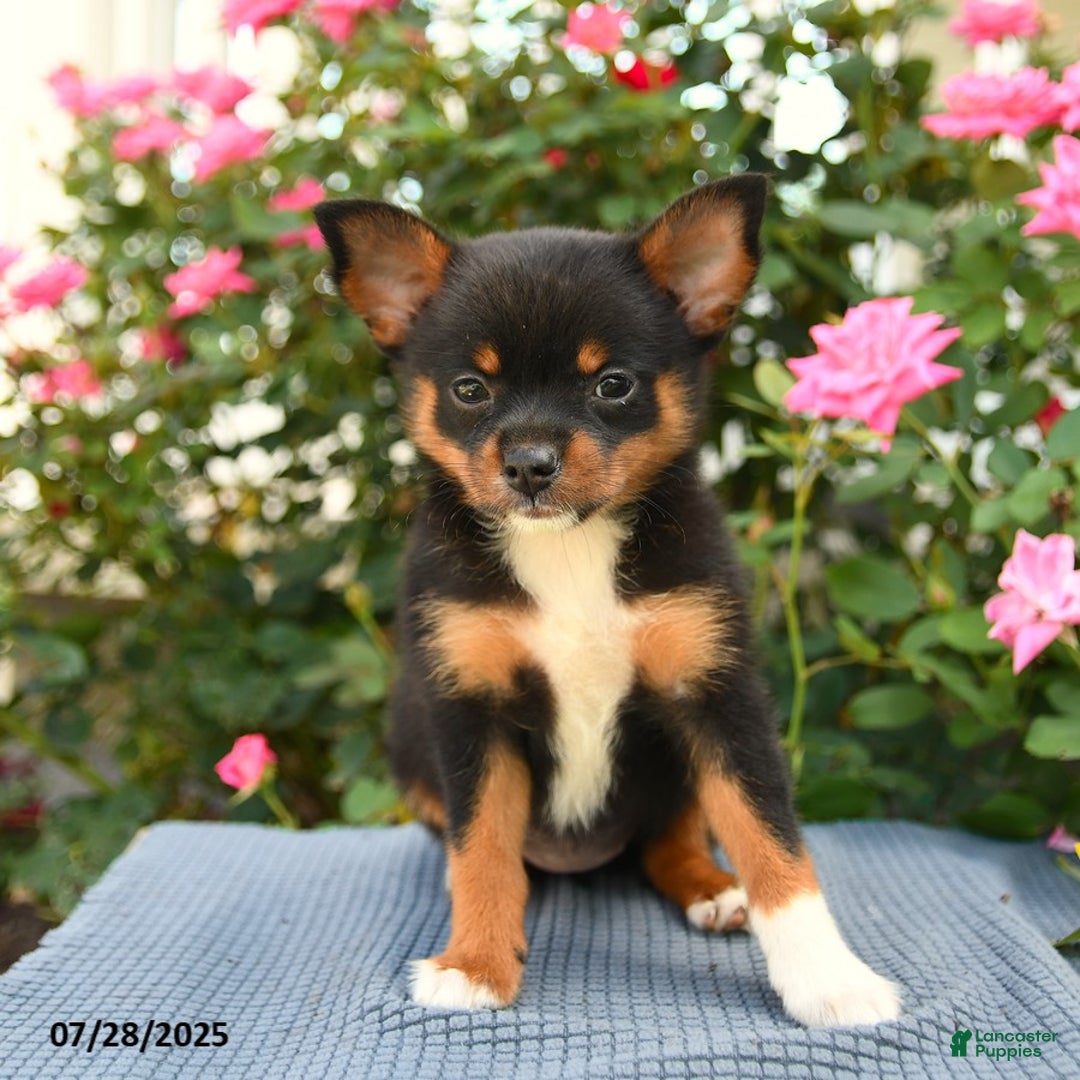 Smooth Fox Terrier dogs for sale: Orpha - Image 5
