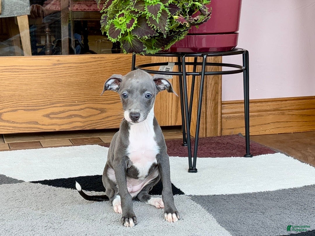 Italian Greyhound dogs for sale: Kk - Image 17