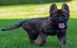 German Shepherd dogs for sale: Axel - Image 16