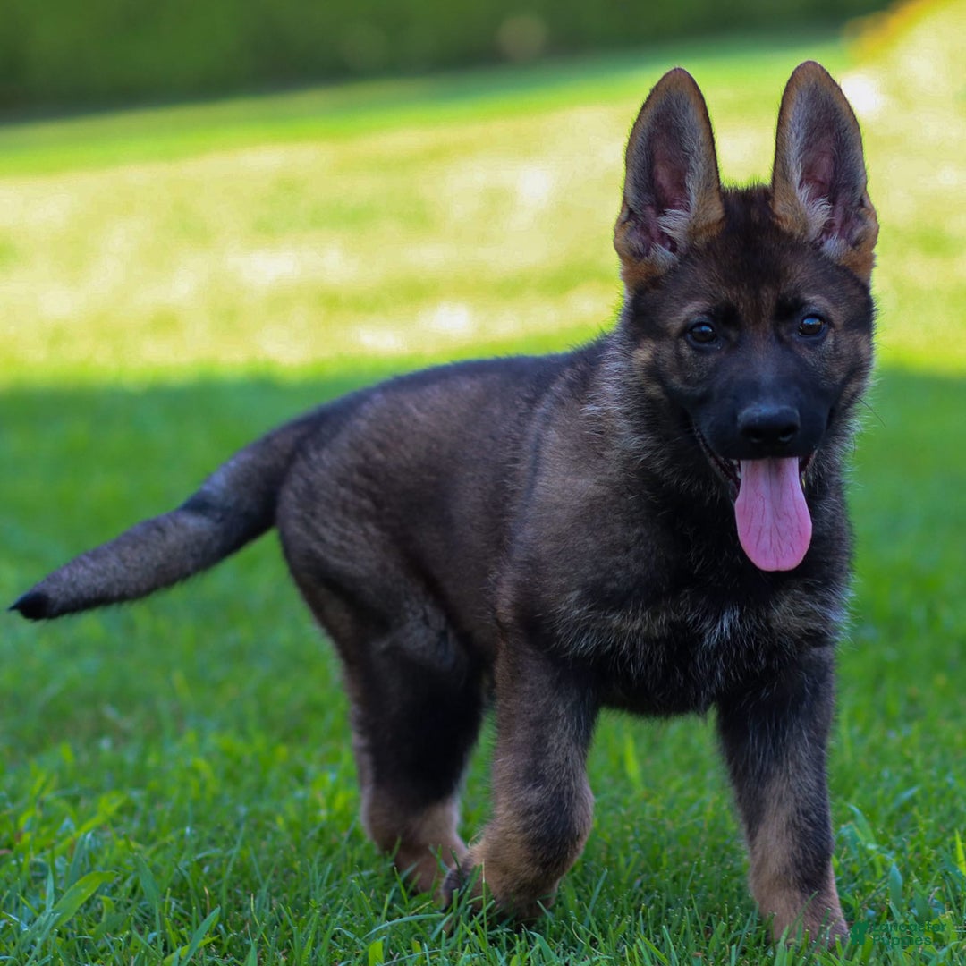 German Shepherd dogs for sale: Axel - Image 16
