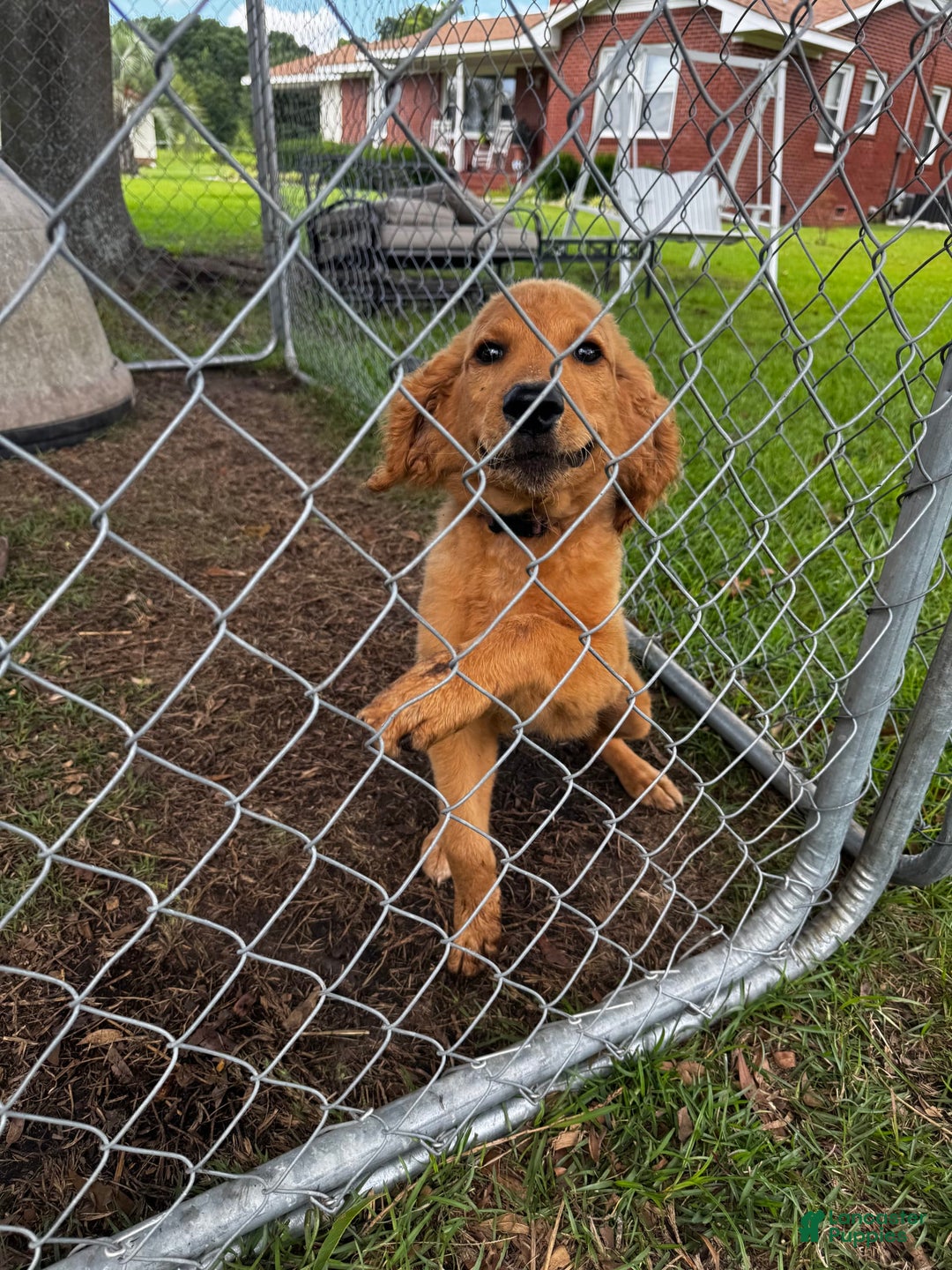 Goldendoodle dogs for sale: Daisy - Image 9
