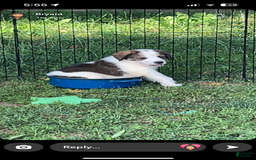 Bernese Mountain Dog dogs for sale: Balto - Image 2