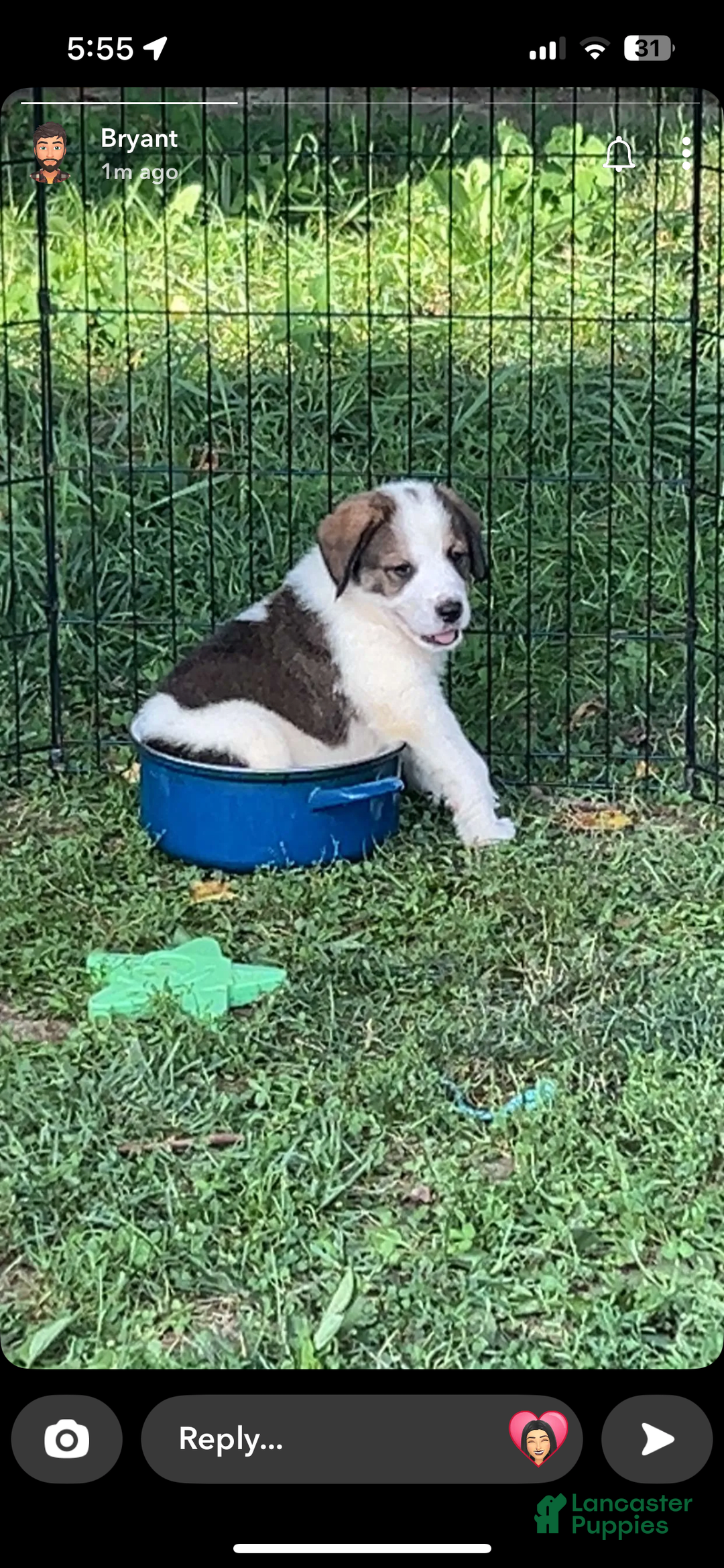 Bernese Mountain Dog dogs for sale: Balto - Image 2