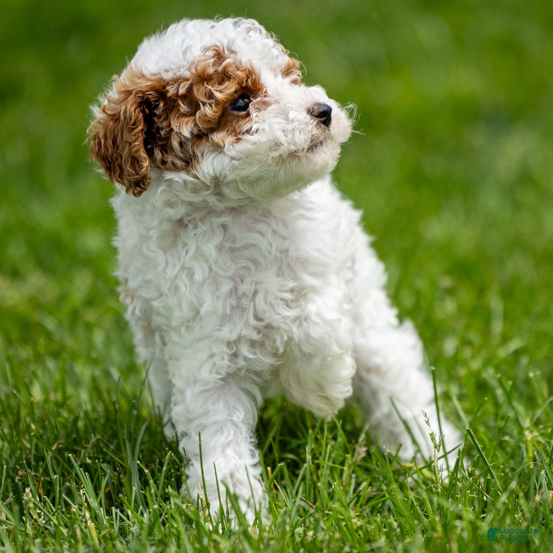 Toy Poodle dogs for sale: Cherry Sundae - Image 3