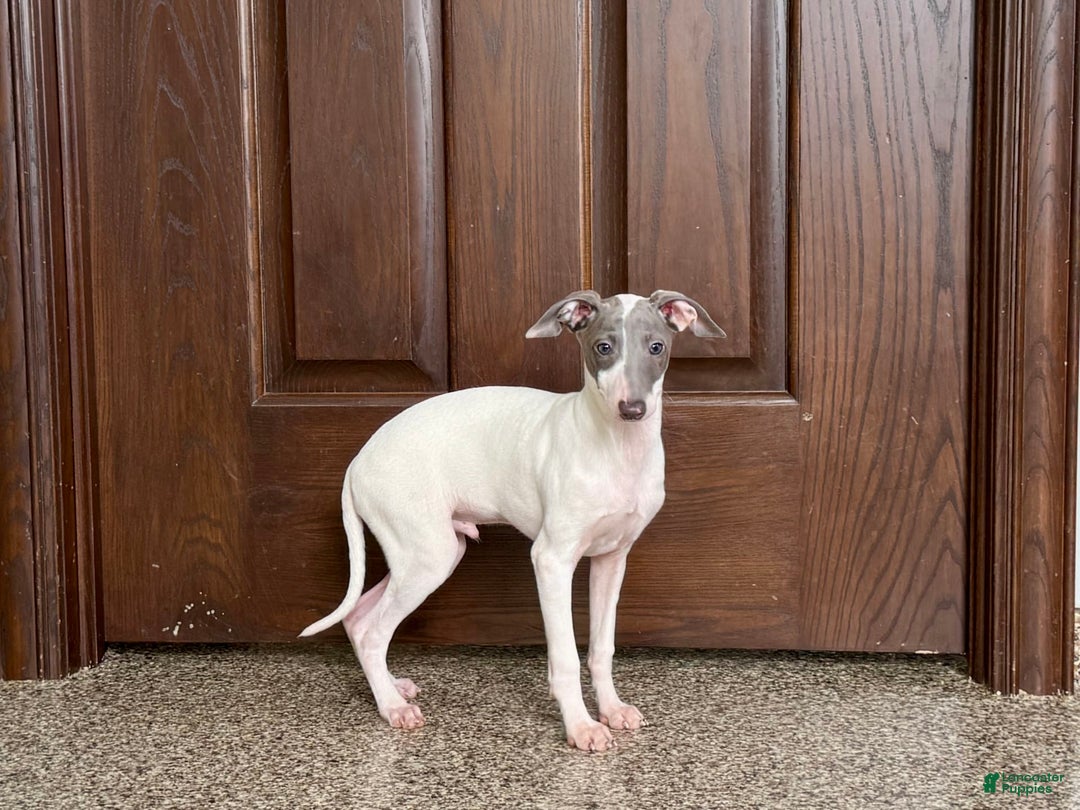 Italian Greyhound dogs for sale: Jace - Image 8