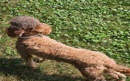 Miniature Poodle dogs for sale: Glory - Image 3