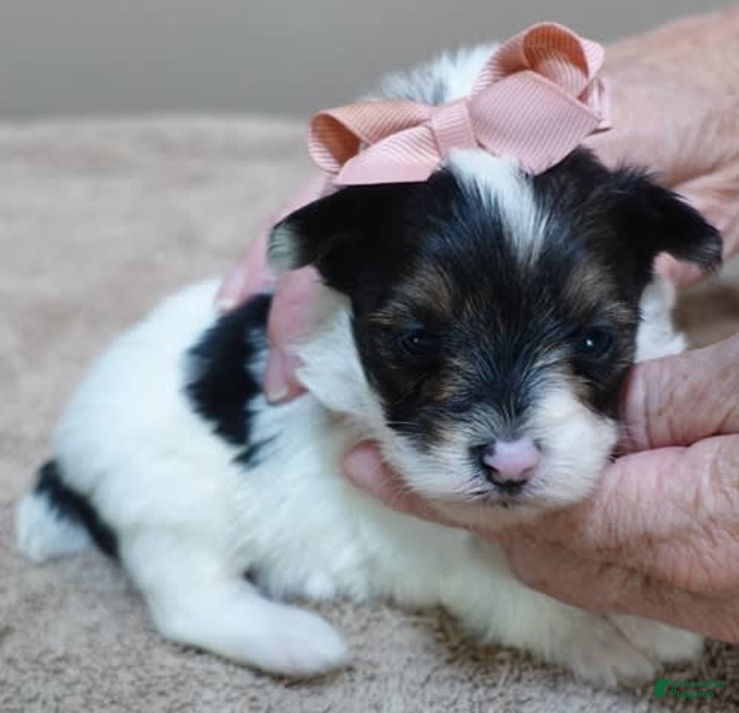 Yorkshire Terrier dogs for sale: Pappy Parti Girl - Image 4