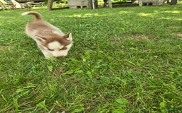 Siberian Husky dogs for sale: Concord - Image 6