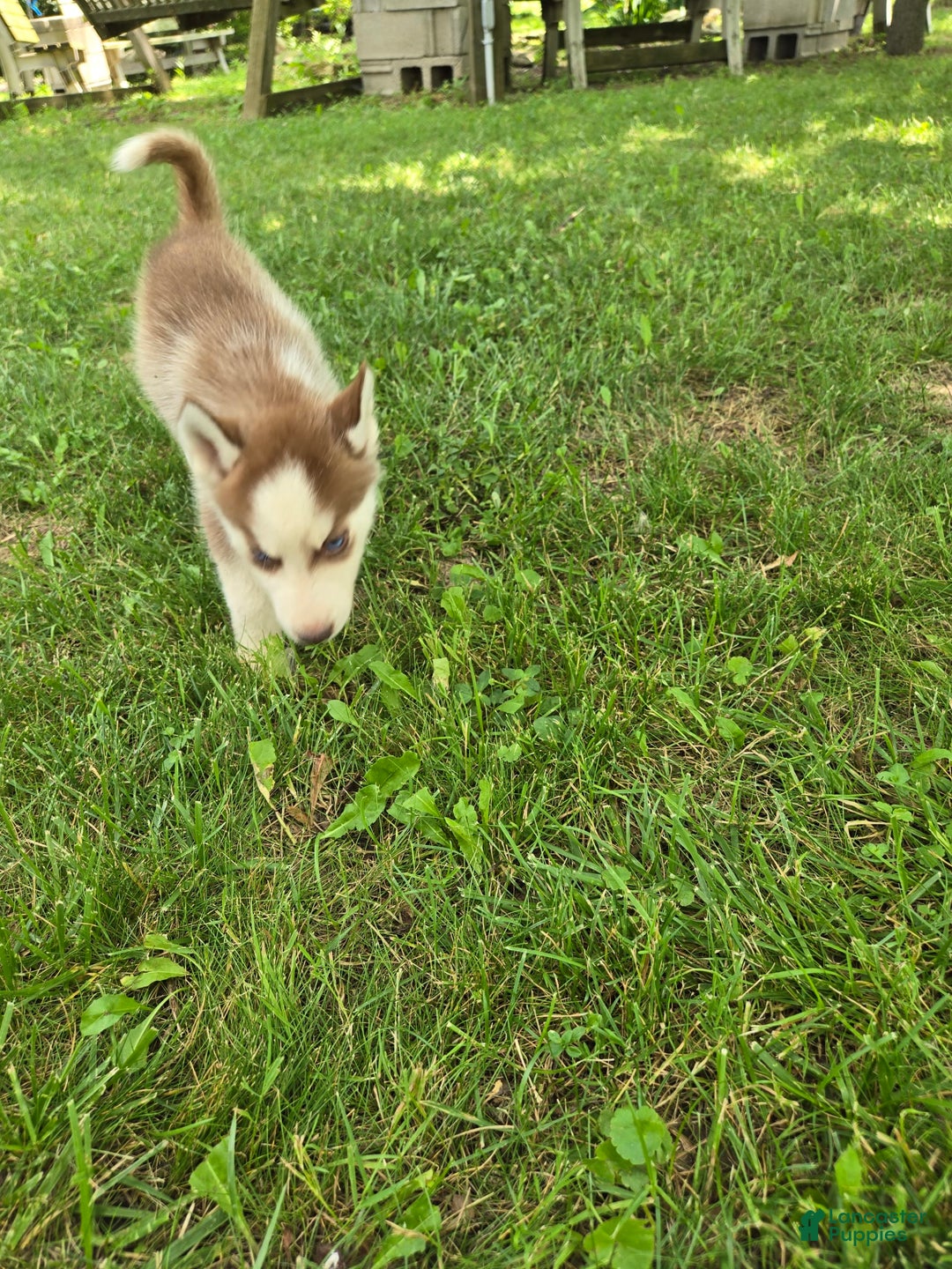 Siberian Husky dogs for sale: Concord - Image 6