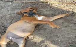 South African Boerboels dogs for sale: Half Pint - Image 2