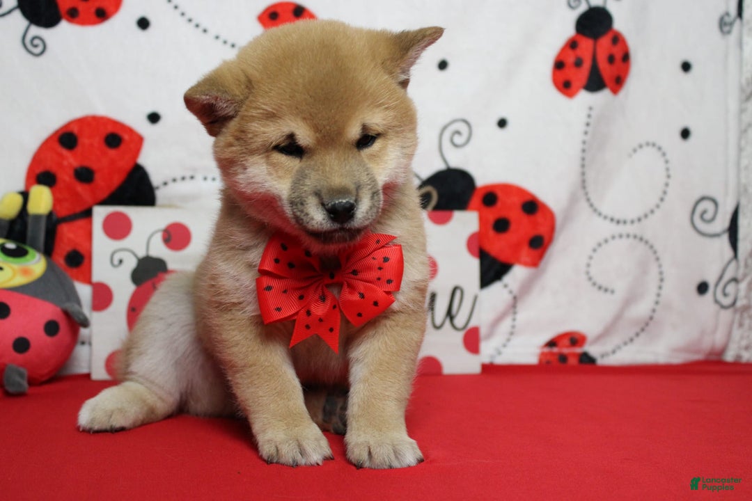 Shiba Inu dogs for sale: Larry - Image 35