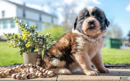 Saint Bernard dogs for sale: Vanilla - Image 3