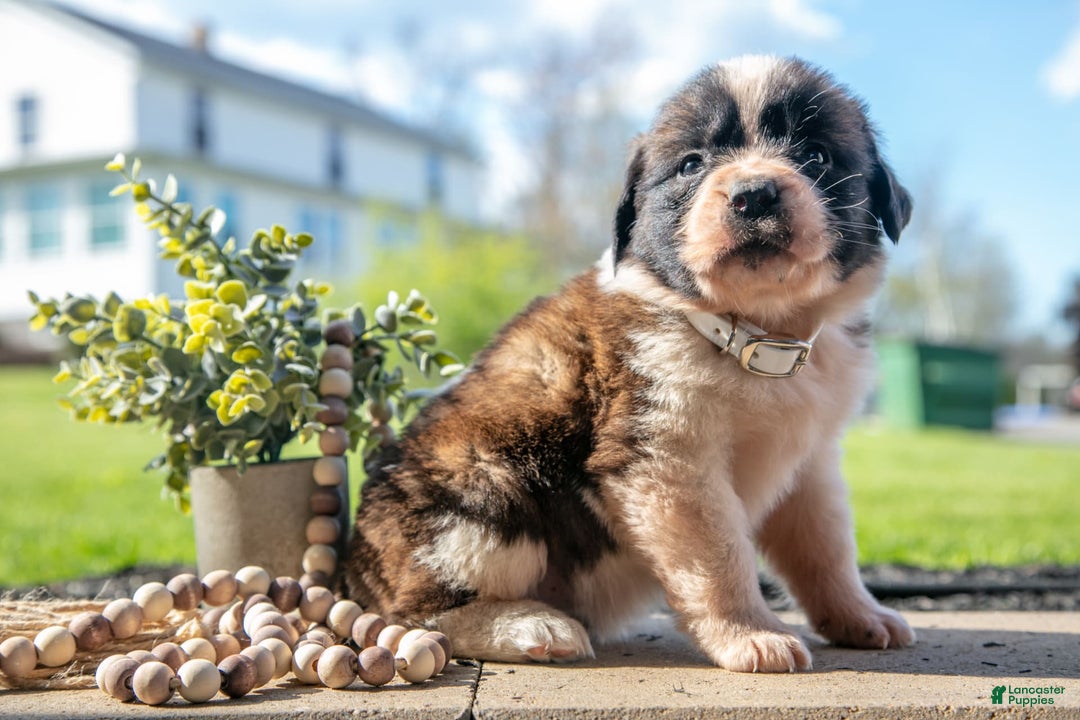 Saint Bernard dogs for sale: Vanilla - Image 3