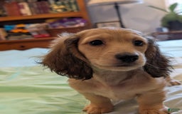 Miniature Dachshund dogs for sale: Gadsby - Image 2