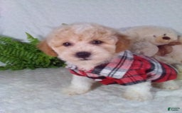 Bichpoo dogs for sale: Jasper - Image 1
