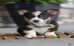Welsh Corgi Pembroke dogs for sale: Archie - Image 5
