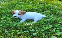 Jack Russell Terrier dogs for sale: Rex - Image 2